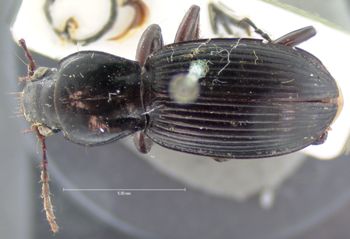 Media type: image;   Entomology 5612 Aspect: habitus dorsal view